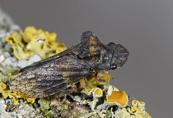 Ledra aurita Echte Ohrzikade